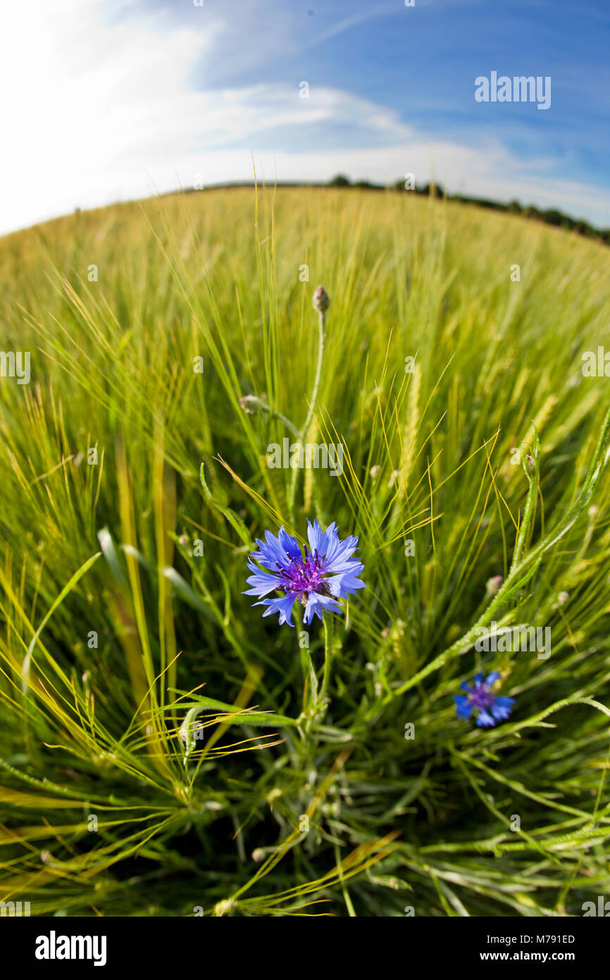 Fleur de maïs dans le champ, prises avec un objectif fisheye Banque D'Images