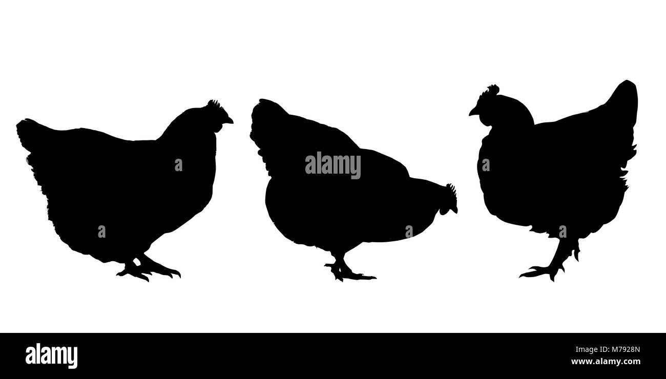 Silhouettes réalistes de trois poules et poulets - vecteur isolé sur fond blanc Illustration de Vecteur