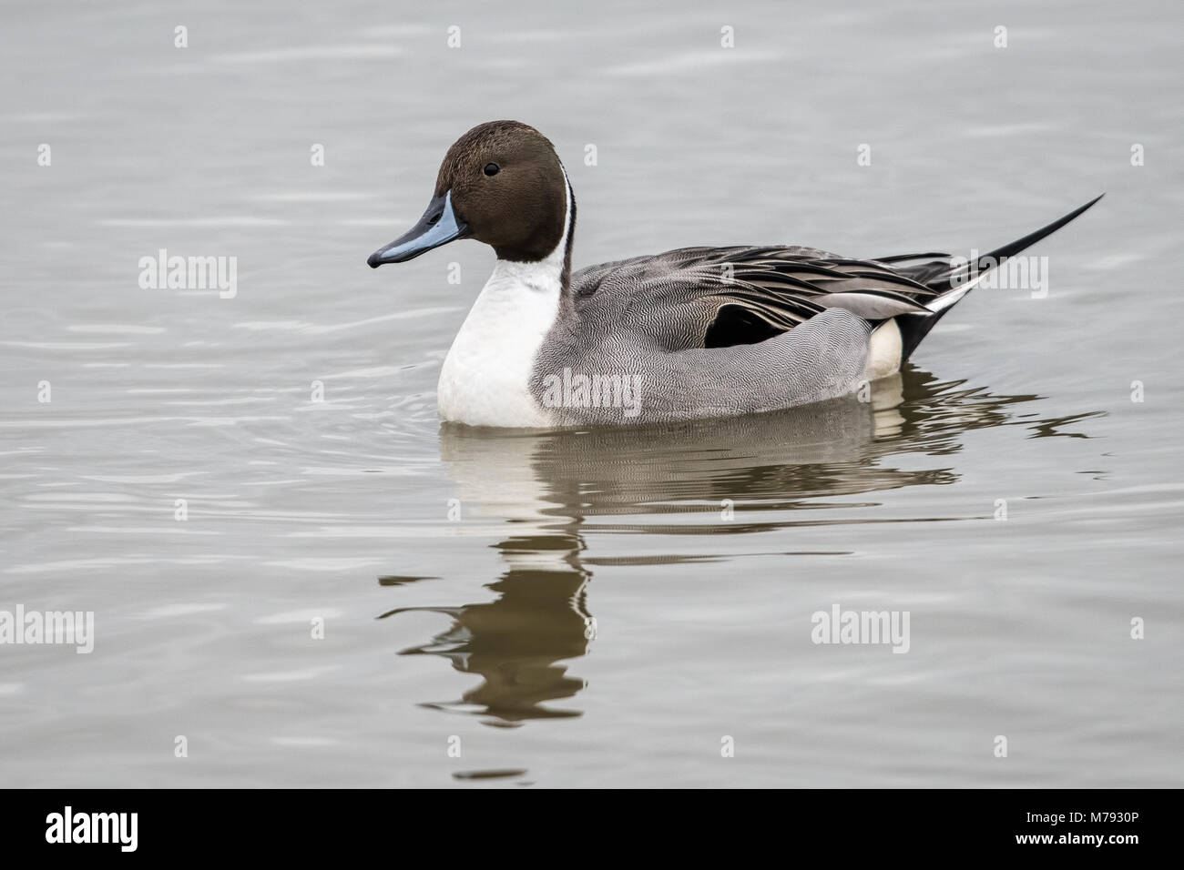 Le Canard pilet (Anas acuta) natation sur le lac Banque D'Images