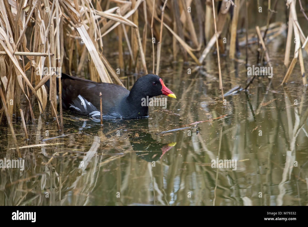 Gallinule poule-d'eau (Gallinula chloropus) issues des roseaux Banque D'Images