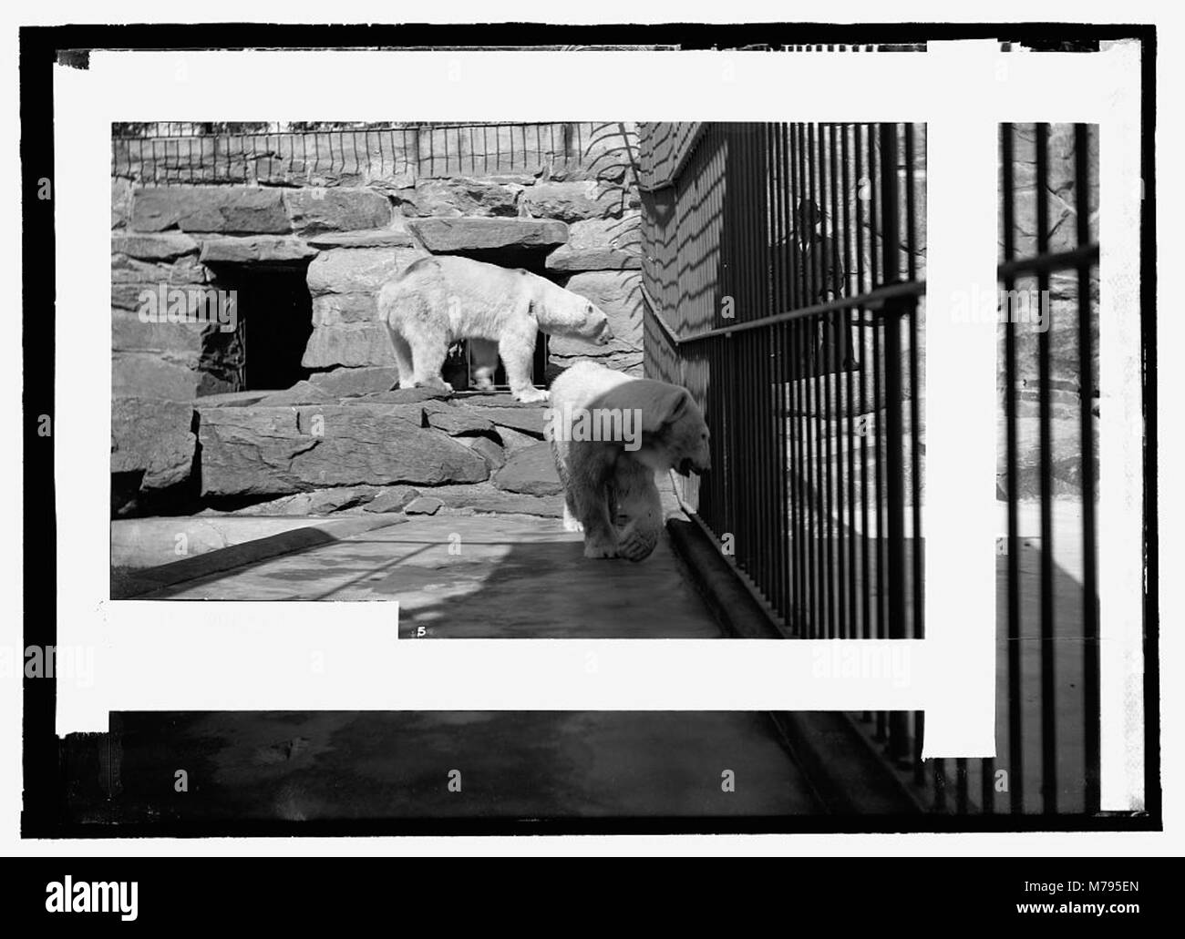Cette image montre un ours dans un zoo, probablement capturé dans une exposition naturaliste qui reflète l'habitat et le comportement de l'ours dans un environnement contrôlé. Banque D'Images