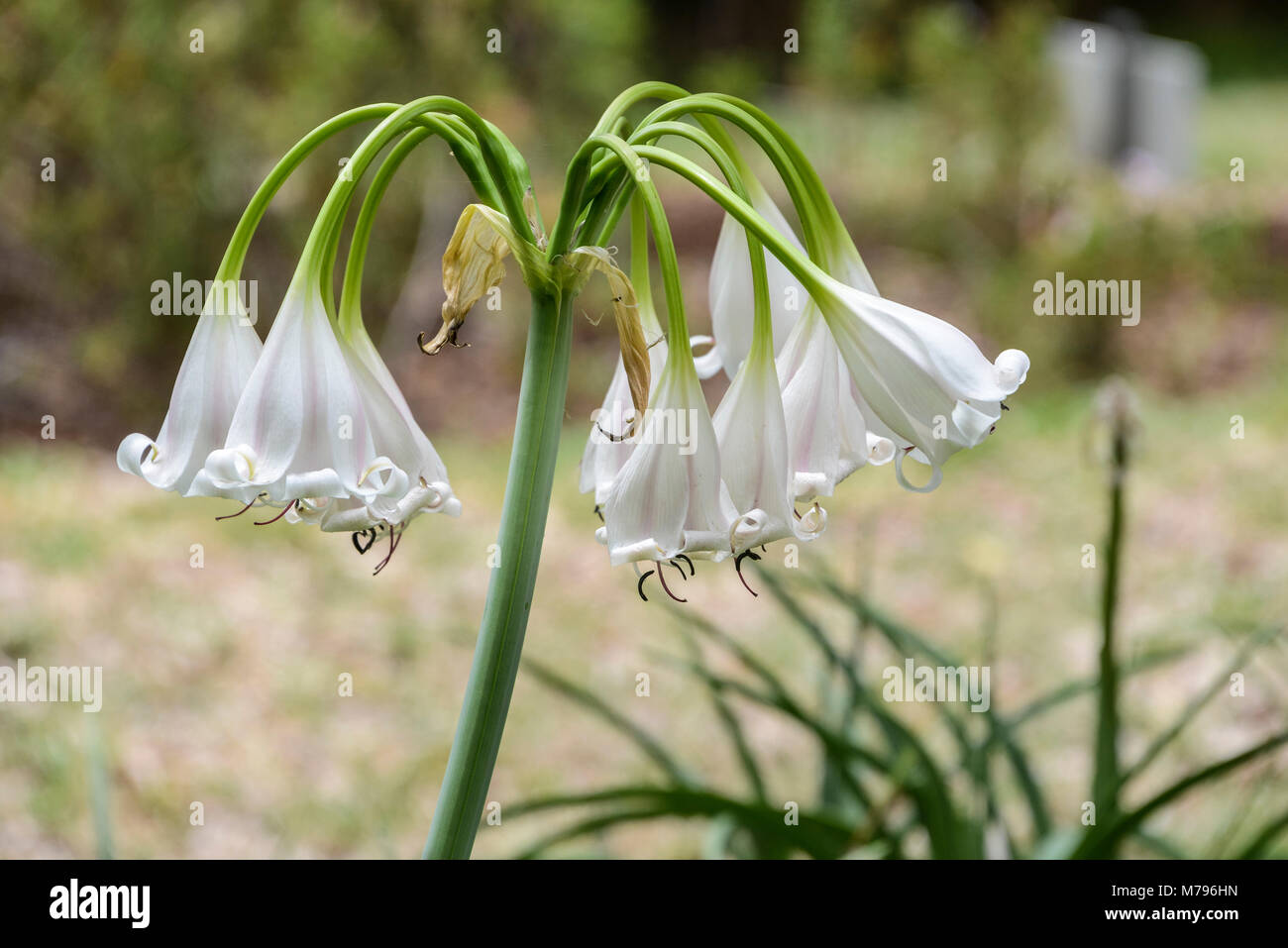 La fleur d'un fleuve Orange lily (Crinum bulbispermum) Banque D'Images