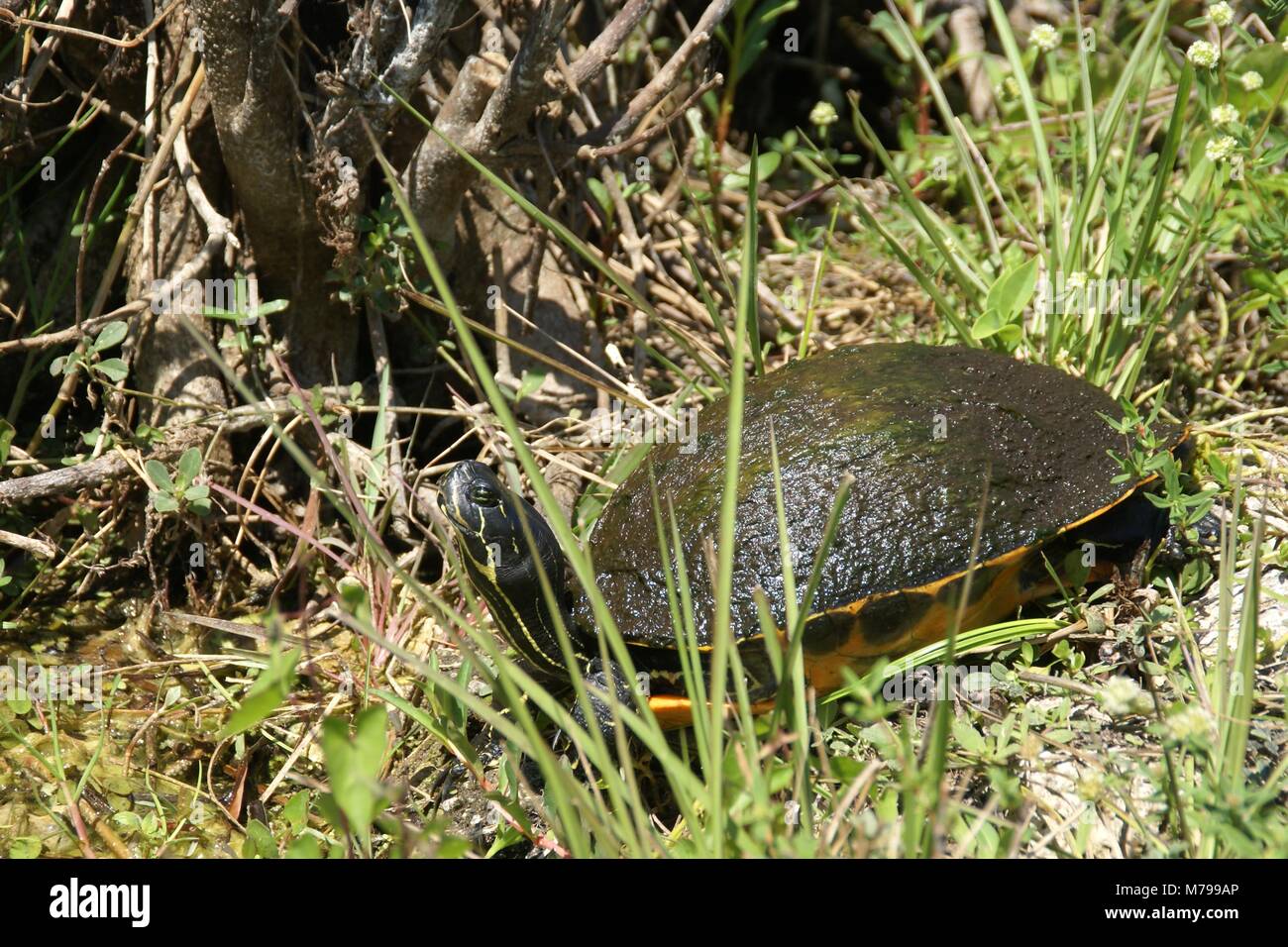 Floride Red-bellied cooter ou en Floride Floride everglades en tortue à ventre rouge-NOUS Banque D'Images