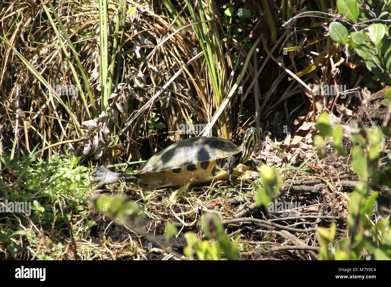 Floride Red-bellied cooter ou en Floride Floride everglades en tortue à ventre rouge-NOUS Banque D'Images