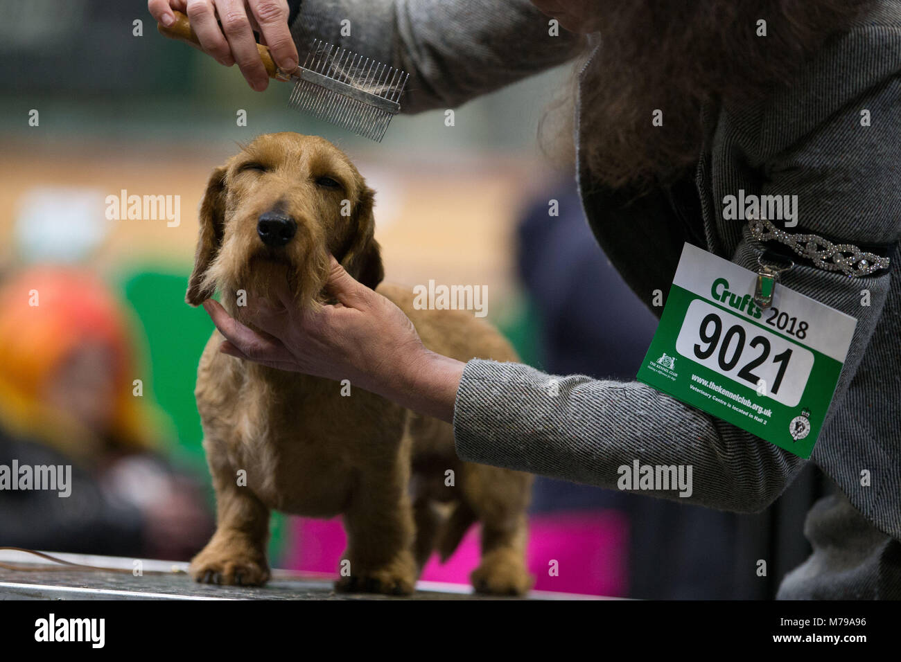 Un Teckel est entretenue au cours de la deuxième journée de Crufts 2018 au NEC de Birmingham. Banque D'Images