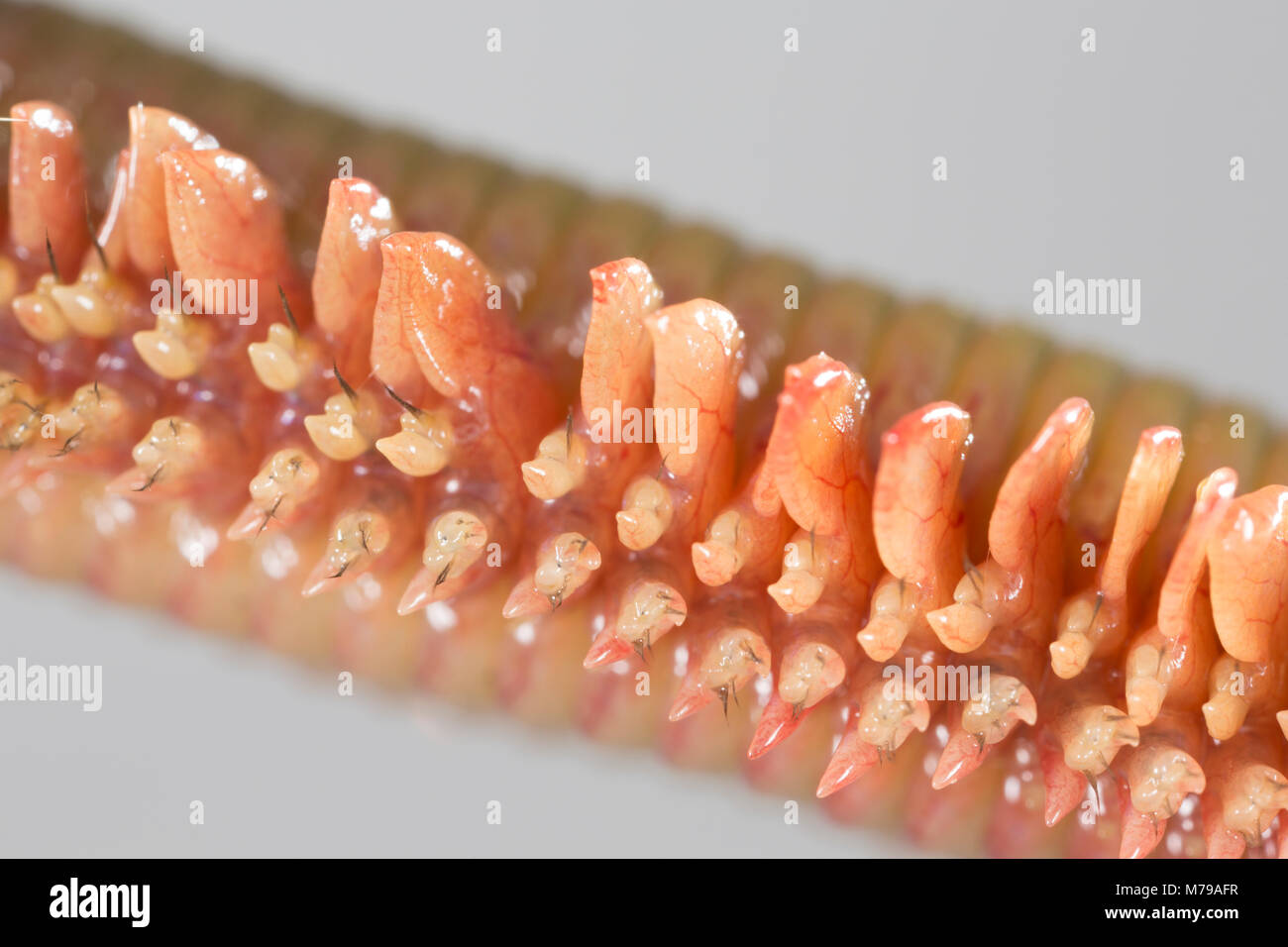 Les parapodes et soies dorsales d'un roi ragworm, Attila virens qui sont utilisés pour la locomotion. Les vers sont populaires pour les appâts et peut atteindre plus d'un pied de long Banque D'Images