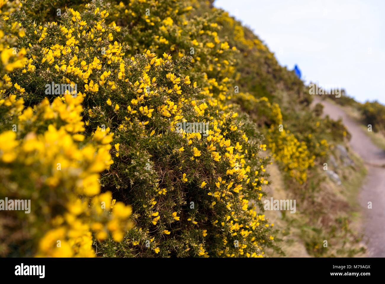 Bush ajoncs en fleurs Banque D'Images