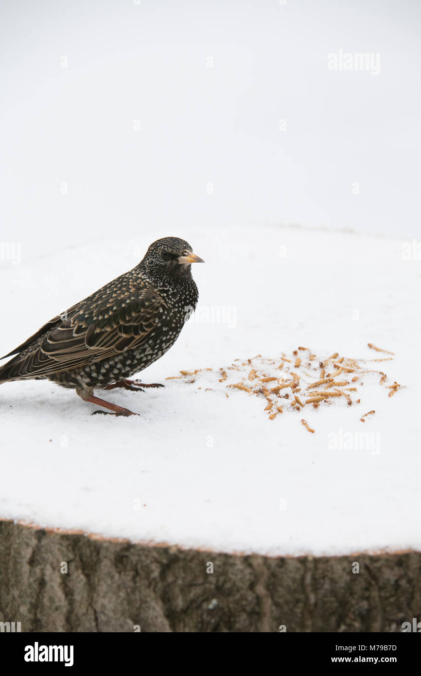 Sturnus vulgaris. Starling se nourrit de vers de farine sur un arbre en bois table d'oiseaux dans la neige dans un jardin anglais. Février, UK Banque D'Images