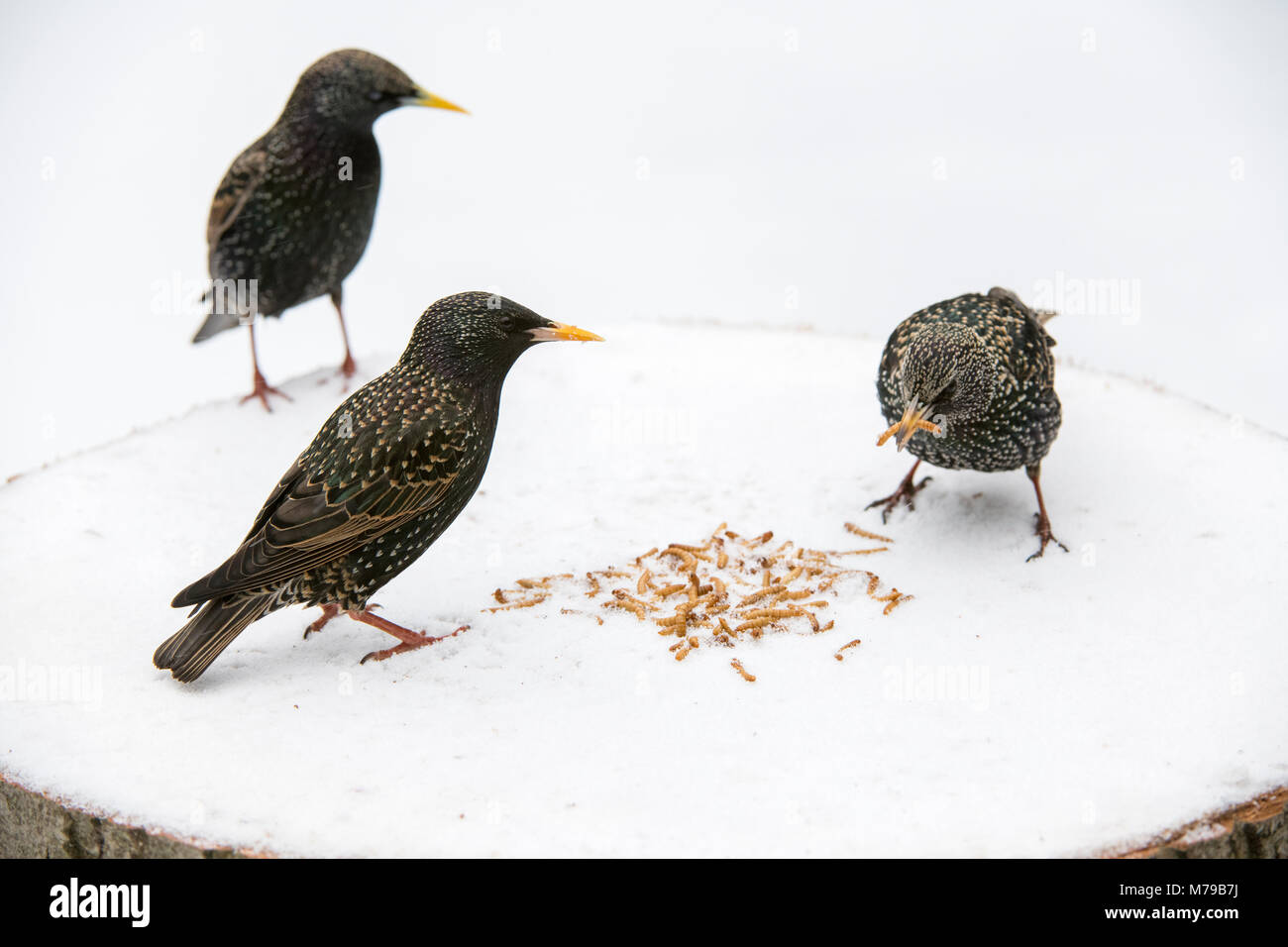 Sturnus vulgaris. Les étourneaux se nourrit de vers de farine sur un arbre en bois table d'oiseaux dans la neige dans un jardin anglais. Février, UK Banque D'Images
