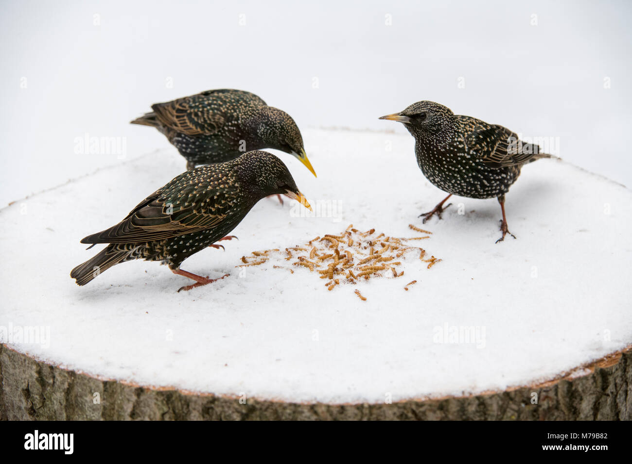 Sturnus vulgaris. Les étourneaux se nourrit de vers de farine sur un arbre en bois table d'oiseaux dans la neige dans un jardin anglais. Février, UK Banque D'Images