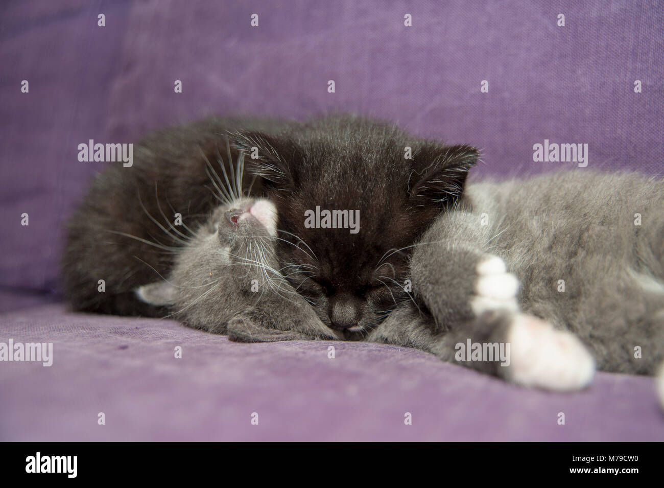 Pour les chatons et un chaton, un gris noir/blanc couleur Banque D'Images