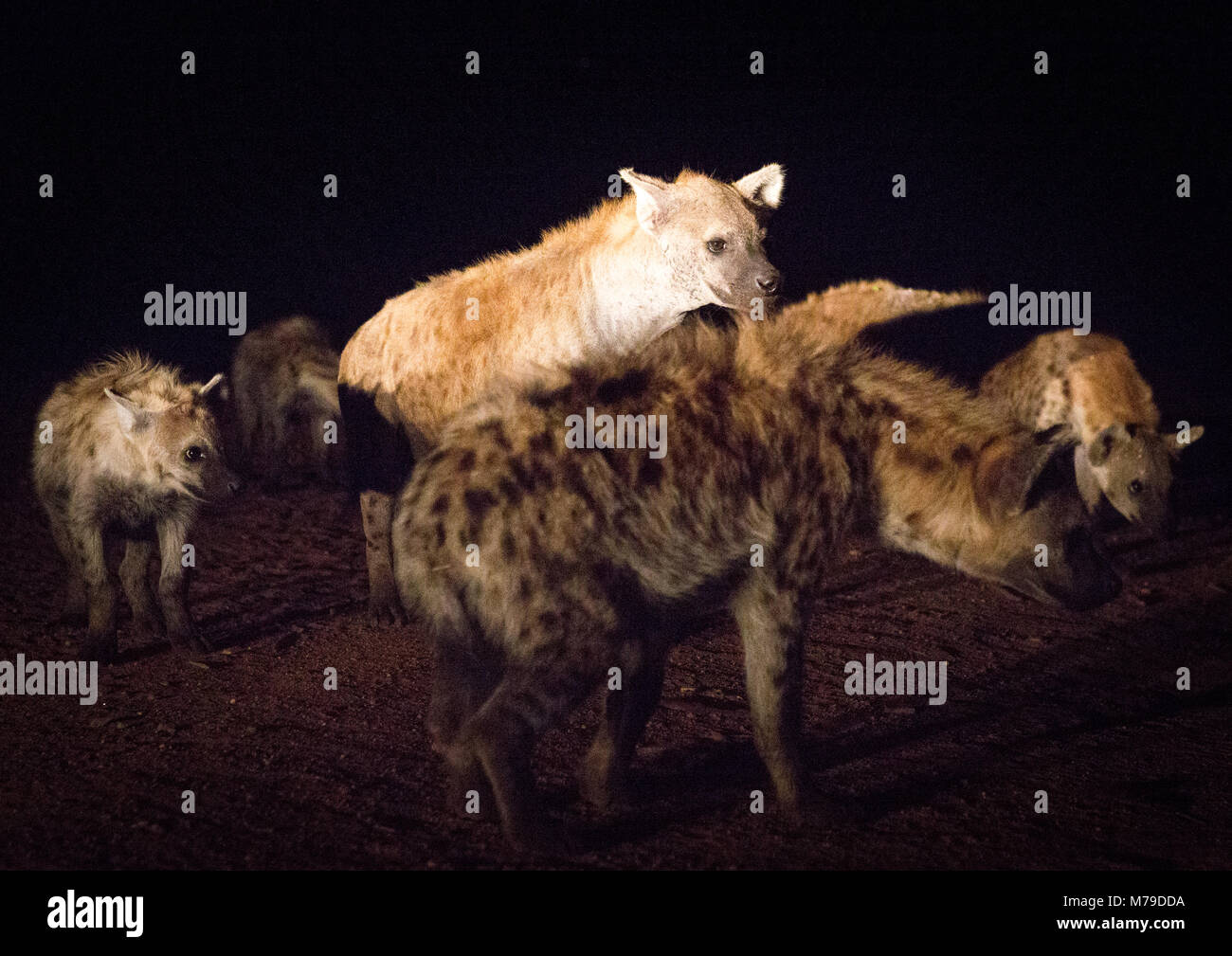 Alimentation hyène lieu chaque soir, Harari, Harar, Éthiopie région Banque D'Images