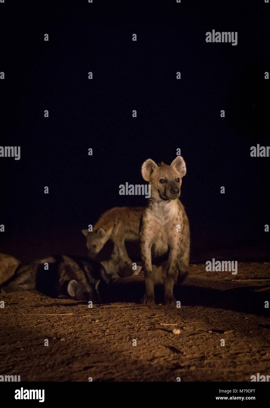 Après l'alimentation, de l'hyène Harari, Harar, Éthiopie région Banque D'Images