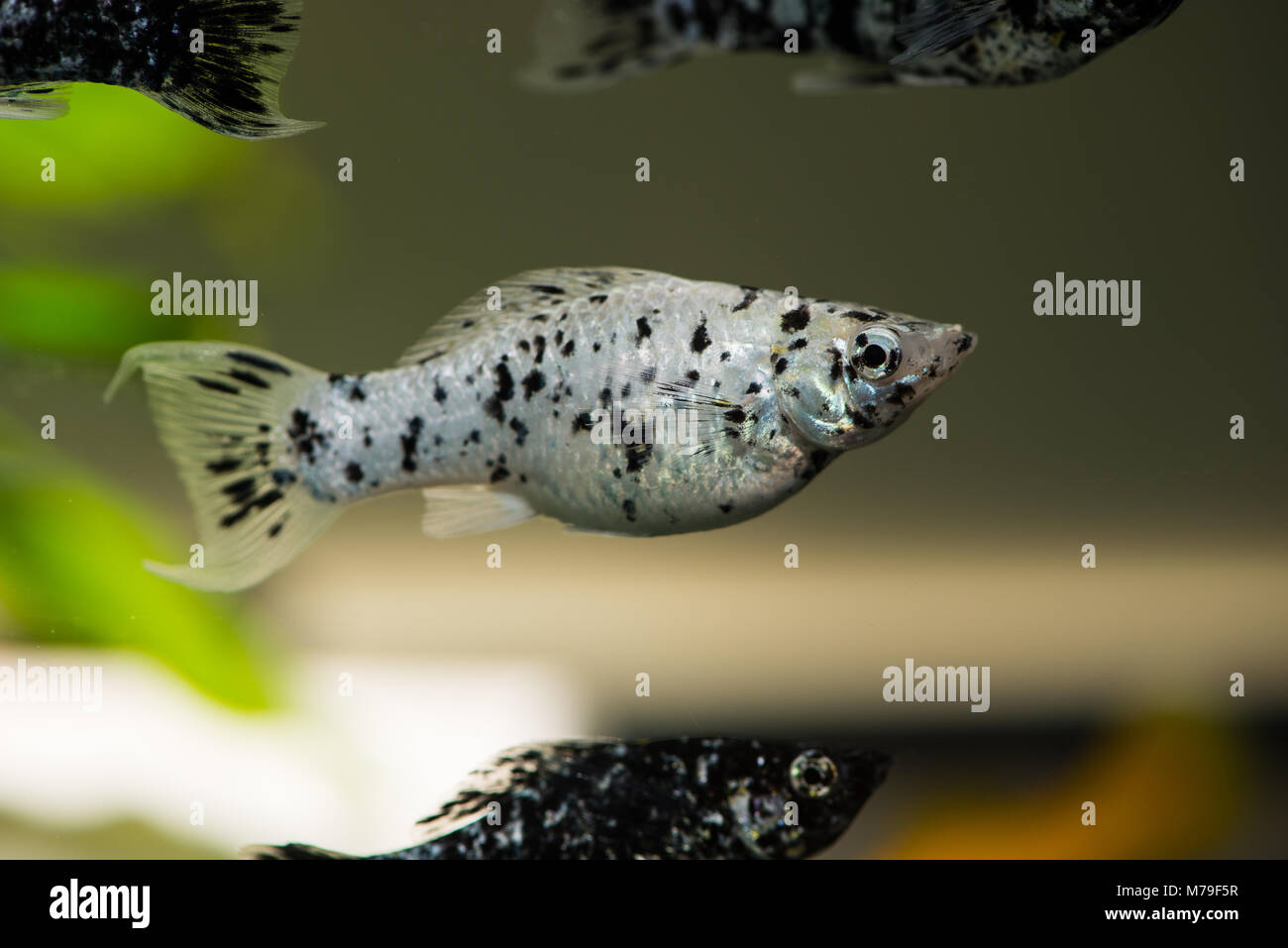 Quelques Poissons Dans Un Aquarium Deau Douce Banque D