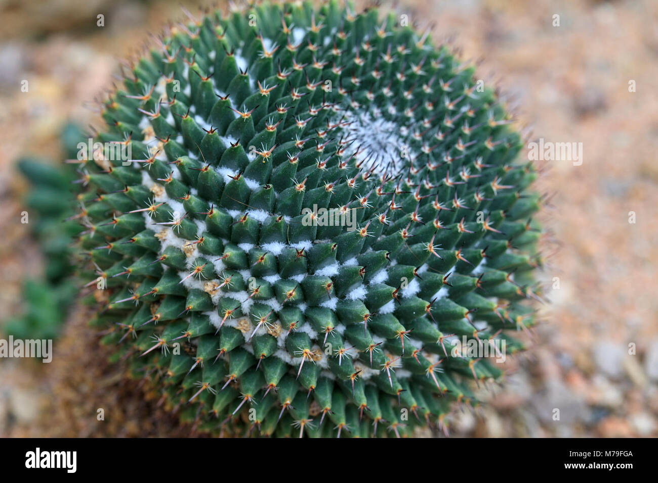 Sheldon's Pincushion (Mammillaria sheldonii), une espèce de cactus originaire du Mexique. Banque D'Images