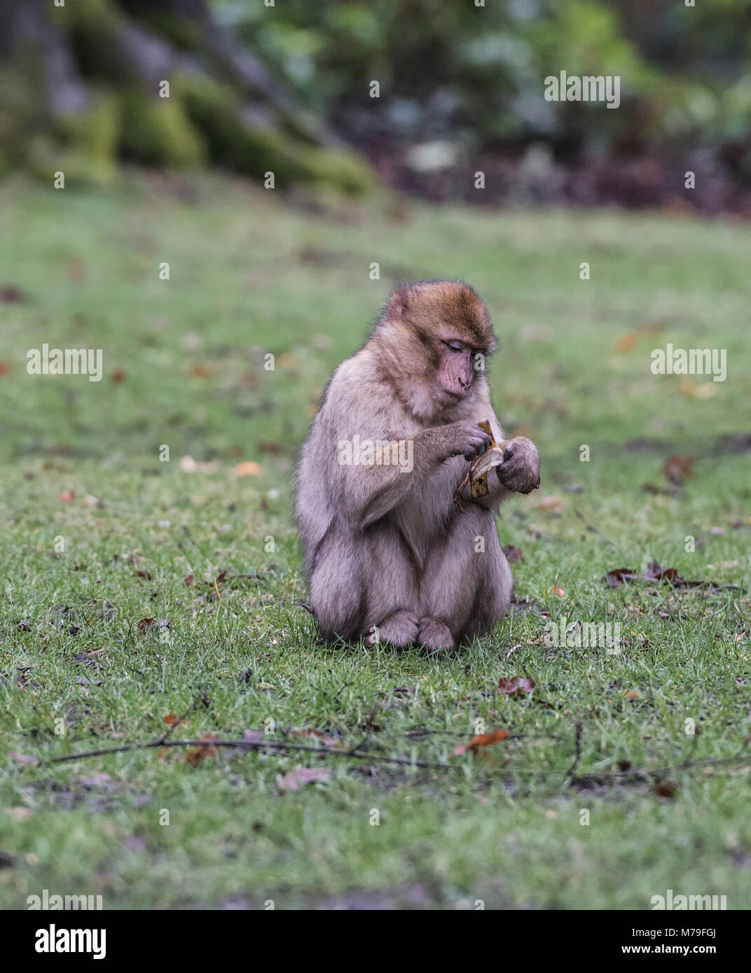 Singe Barbury Macaques {espèce en voie de disparition Macaca Sylvanus dans un programme de reproduction dans une forêt de singes du Staffordshire. Staffordshire Angleterre Royaume-Uni. Banque D'Images