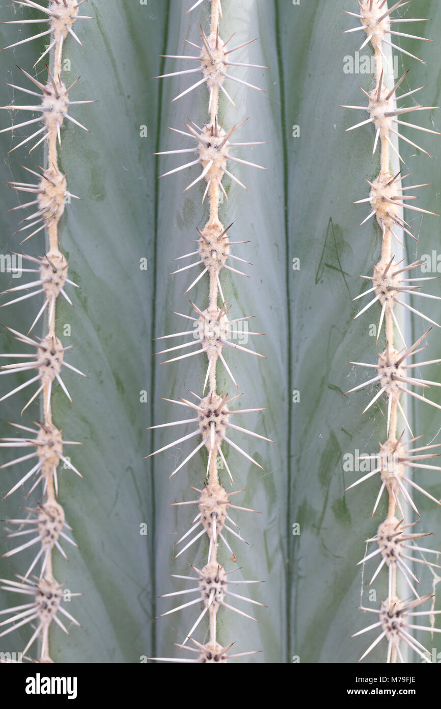 Pachycereus pringlei (détail) montrant les épines de cactus. Banque D'Images