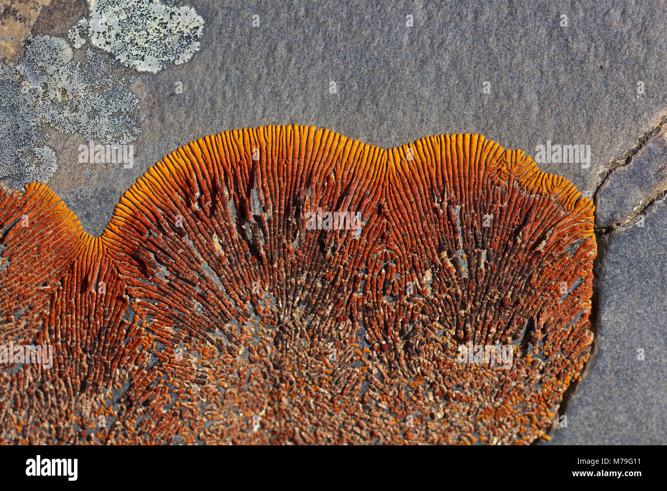 L'Afrique, la Namibie, l'Afrique du Sud-Ouest, région d'Erongo, Namib, désert du Namib, réserve naturelle, en pierre de basalte, de lichens, de détail, de sable, le désert côtier, pierre désert, désert de cailloux, en pierre de basalte, lichen, rouge-orange, gris, close-up, Banque D'Images