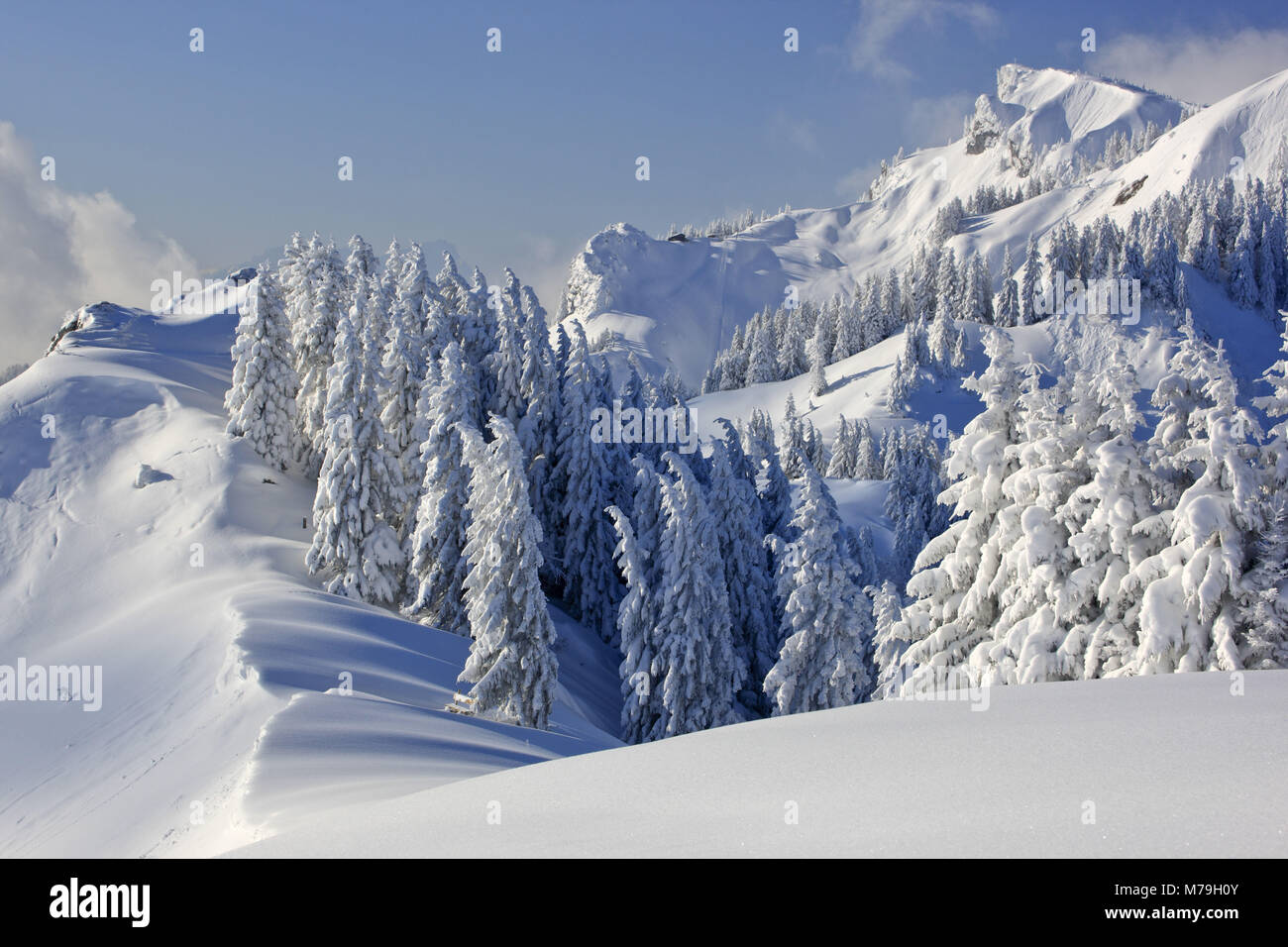 Allemagne, Berlin, Isarwinkel, Brauneck, mountain pine tête, paysage d'hiver, Banque D'Images