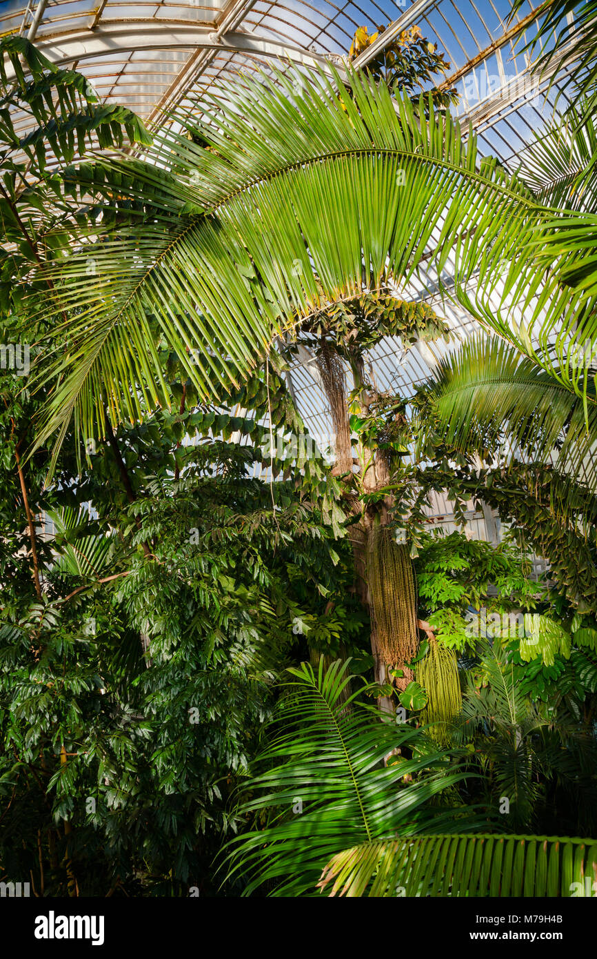 Palm House victorienne de l'intérieur serre tropical exotique avec des arbres et des plantes, le jardin botanique de Kew Gardens, au sud-ouest de Londres, Royaume-Uni, UNESCO World Heri Banque D'Images