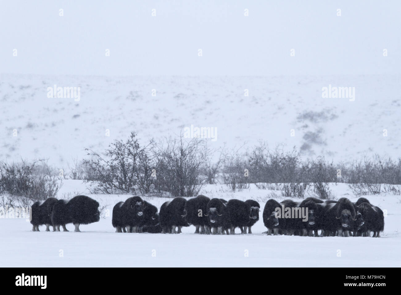 Amérique du Nord, les États-Unis, l'Alaska, au nord, l'Alaska North Slope, le bœuf musqué, Ovibos moschatus, Banque D'Images