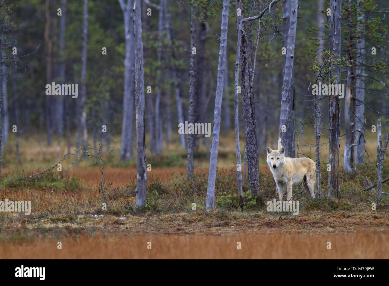 L'Europe, la Finlande, Vartius, loup, Canis lupus, Banque D'Images