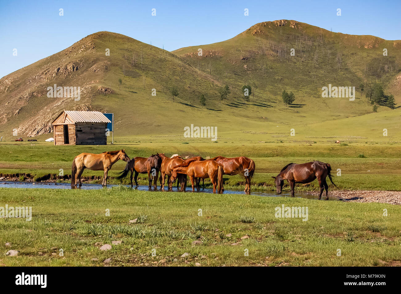 Troupeau de chevaux boire de l'eau sur le parc du centre de steppe mongole Banque D'Images
