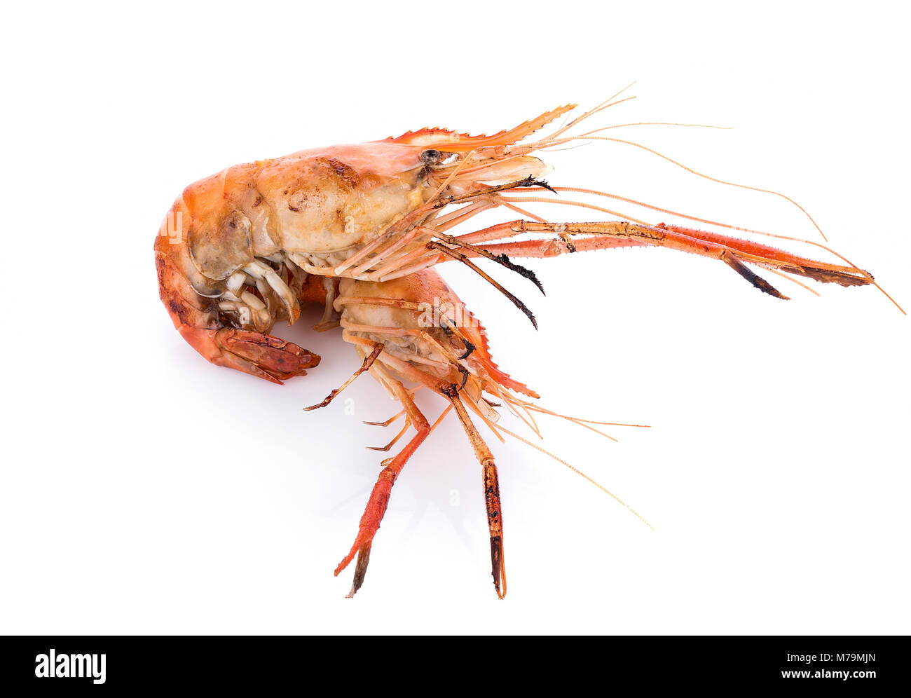 Crevettes grillées river isolé sur fond blanc, les crevettes Banque D'Images