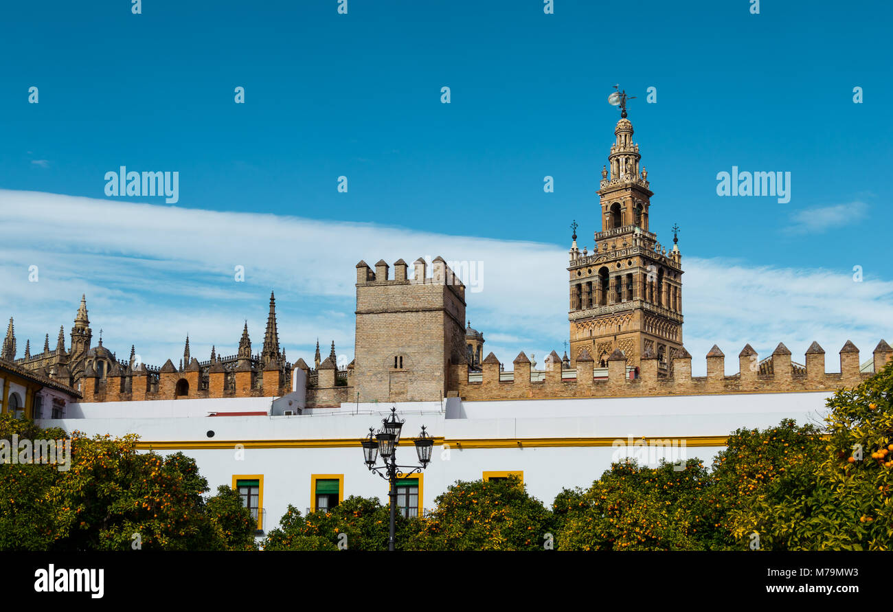 Giralda de Séville, vues depuis le Patio de los Naranjos. De beaux bâtiments et arbres orange avec ciel bleu clair. Patrimoine célèbre d'Andalousie, Spai Banque D'Images