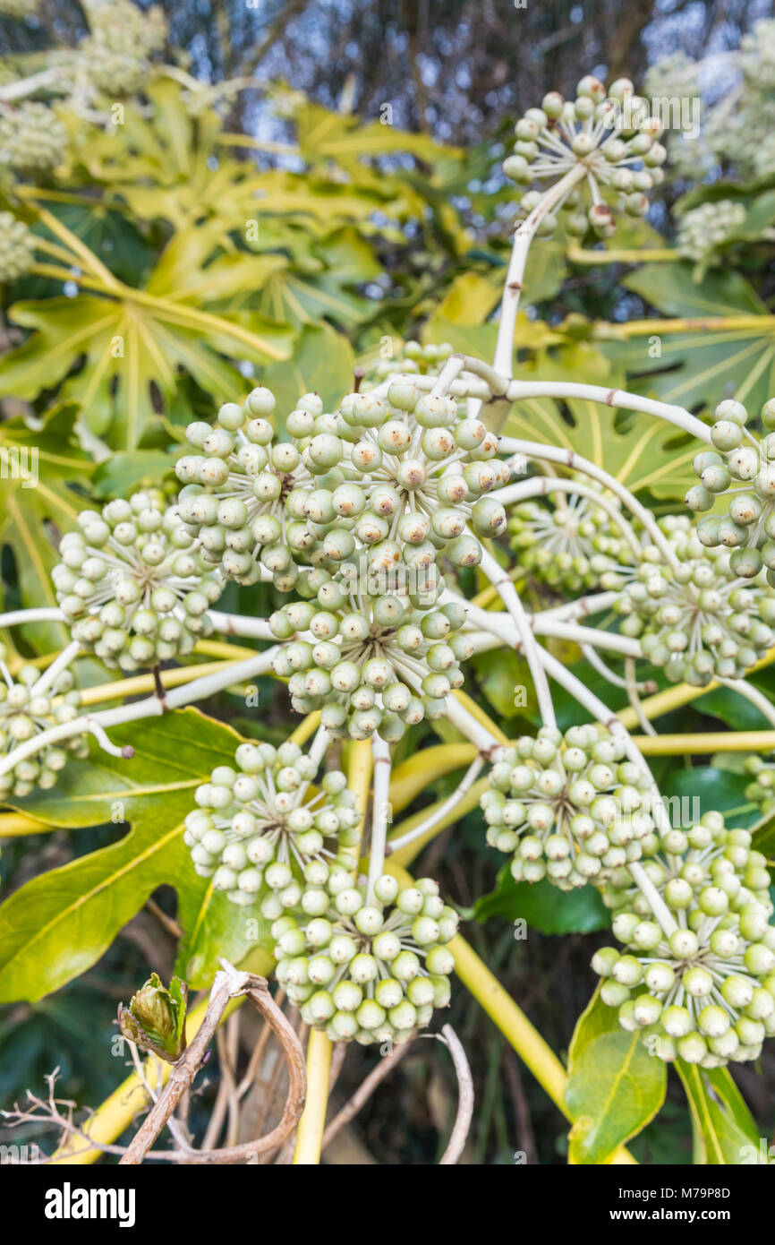 Fatsia japonica aralia, le ricin) capitules de plus en plus à la fin de l'hiver dans le West Sussex, Angleterre, Royaume-Uni. Fatsia japonica portrait. Banque D'Images