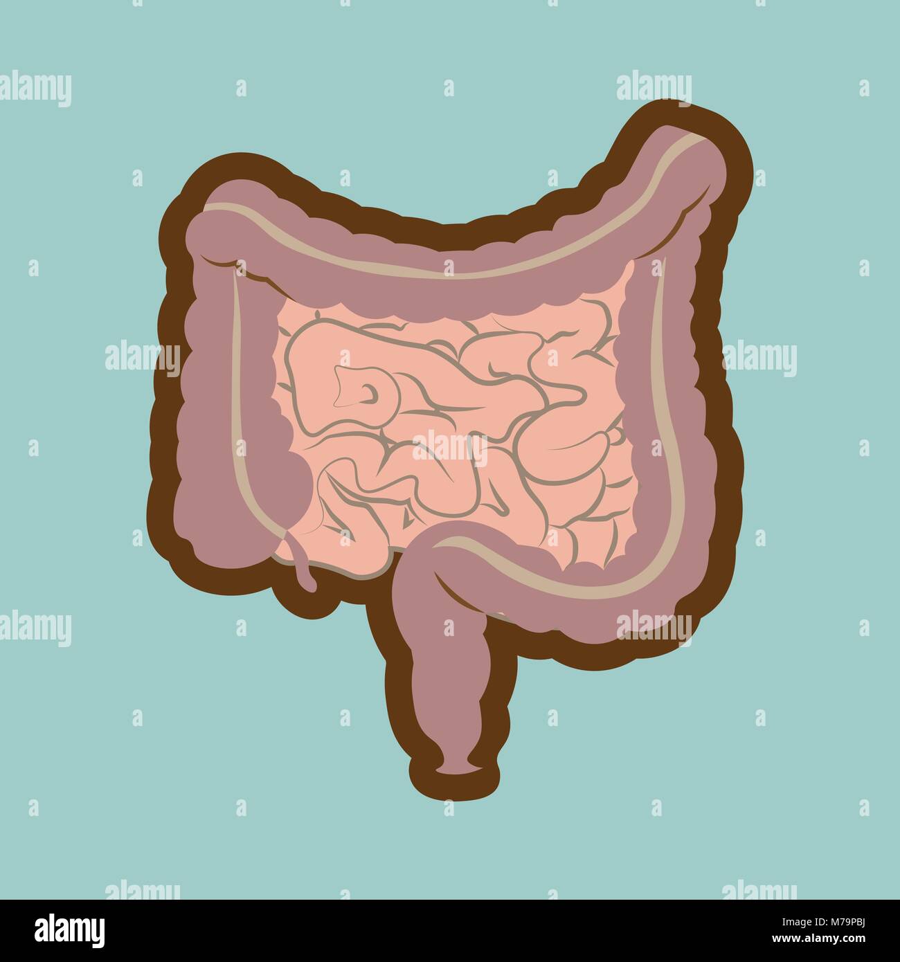Système digestif humain intestins intestin anatomie schéma du tube digestif. Style plat Illustration de Vecteur