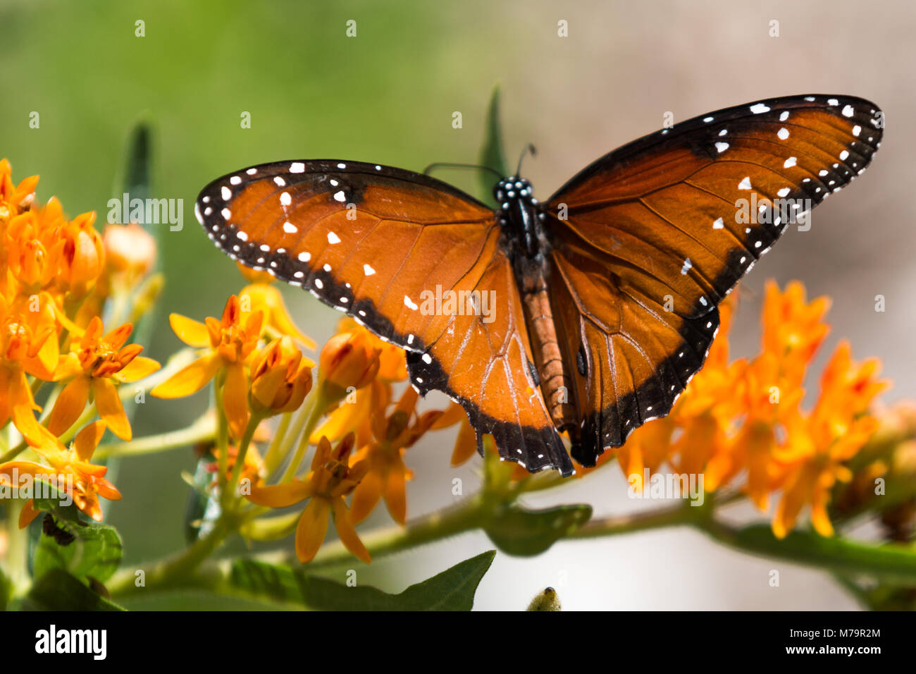Reine papillon sur fleur orange Banque D'Images