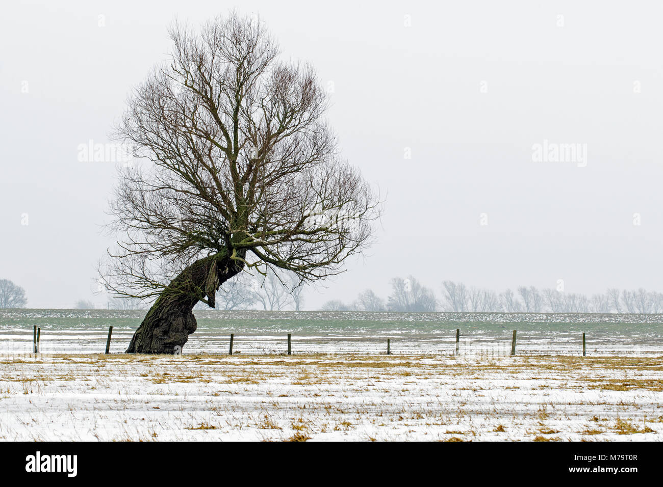 Les saules étêtés en champ couvert de neige, Ouse lavages, Cambridgeshire Banque D'Images
