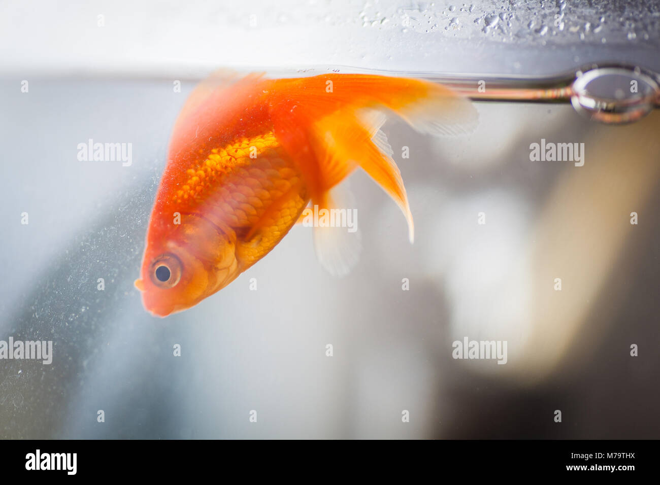 mon poisson flotte mais n'est pas mort
