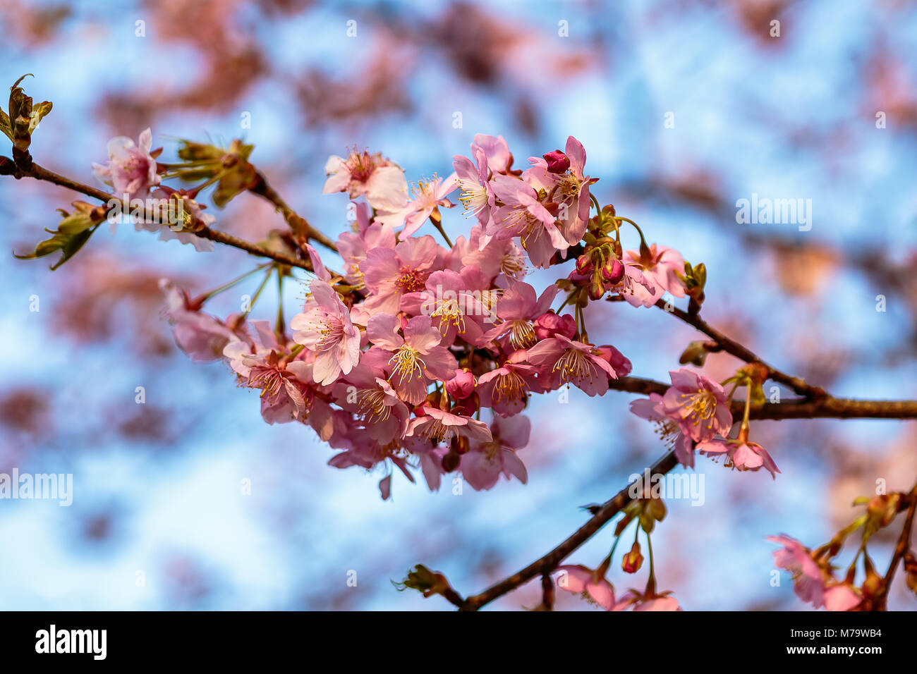 Fleurs De Prunier Rose Vif Remplir Les Arbres à La Fin De