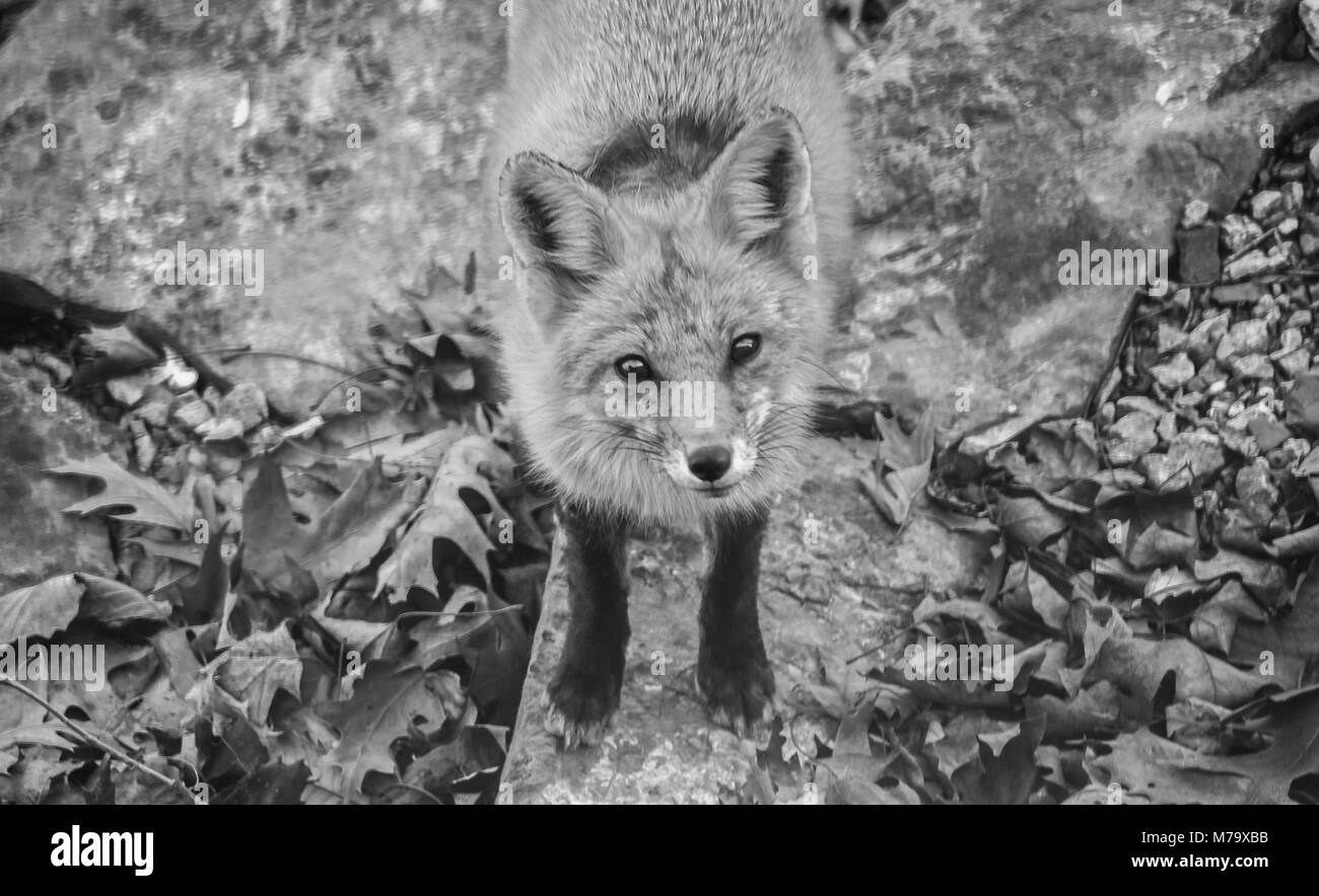 Fox dans un jardin de banlieue au début du printemps ; le renard est à la droite jusqu'à l'appareil photo ci-dessus ; tremplin en arrière-plan ; noir et blanc Banque D'Images