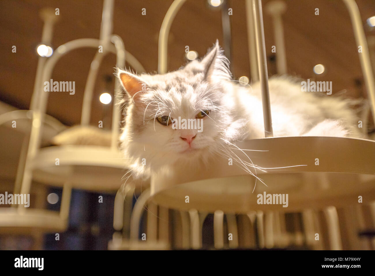 Chat Angora turc, longue fourrure race de chat domestique de couleur blanche. Banque D'Images