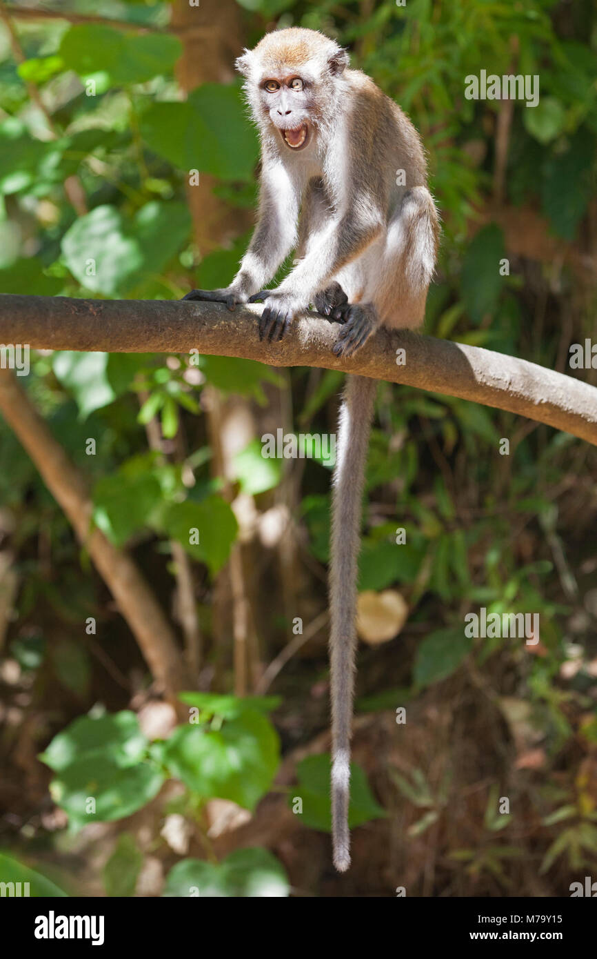 Jeune macaque à longue queue menaçant un autre singe, assis sur une branche d'arbre dans une forêt tropicale. Aka Macaque mangeant du crabe. Macaca fascicularis Banque D'Images