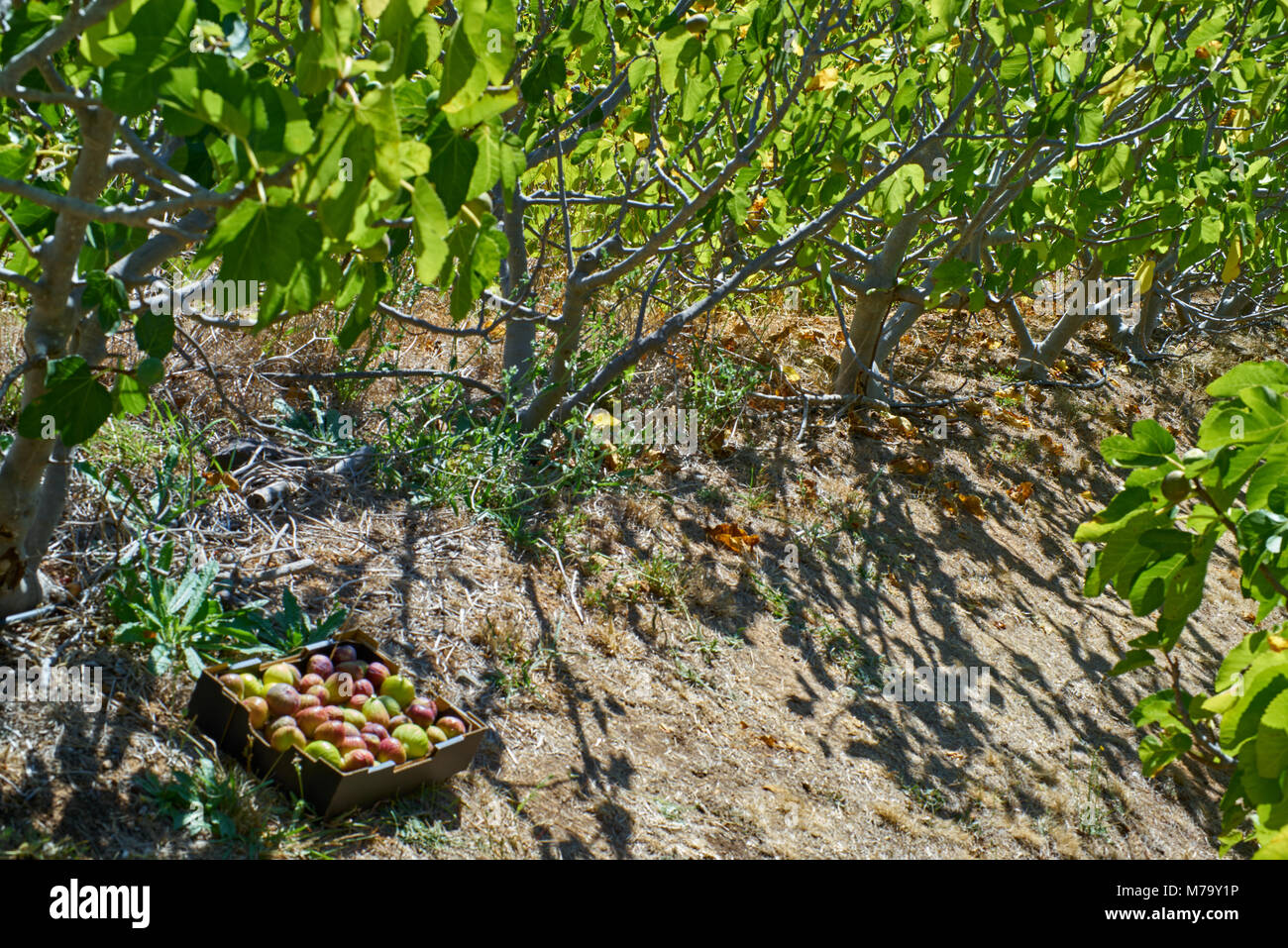 Vue panoramique sur une ferme traditionnelle des figues, l'Australie du Sud, Adélaïde Banque D'Images
