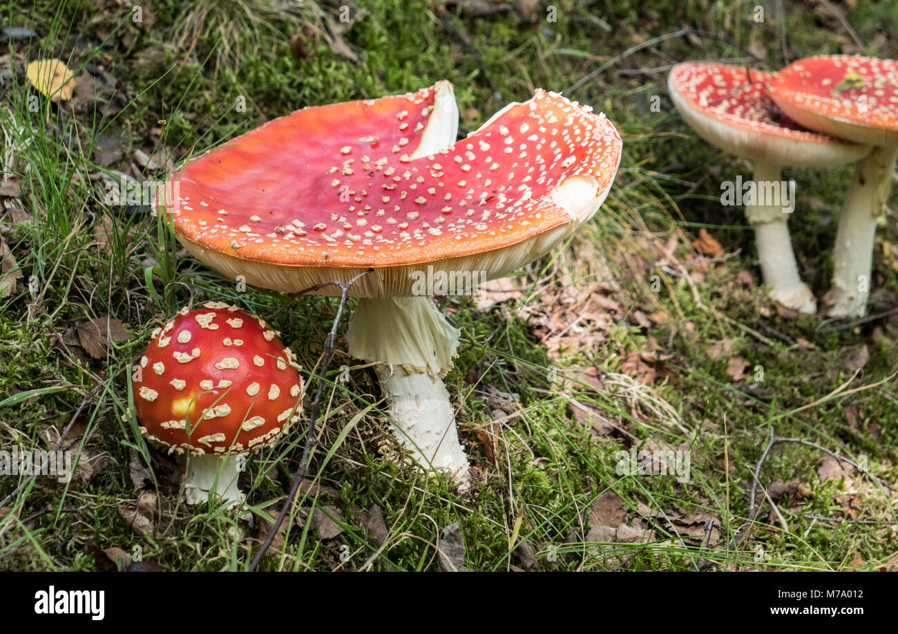 Agaric Fly (Amanita muscaria) Champignons Banque D'Images