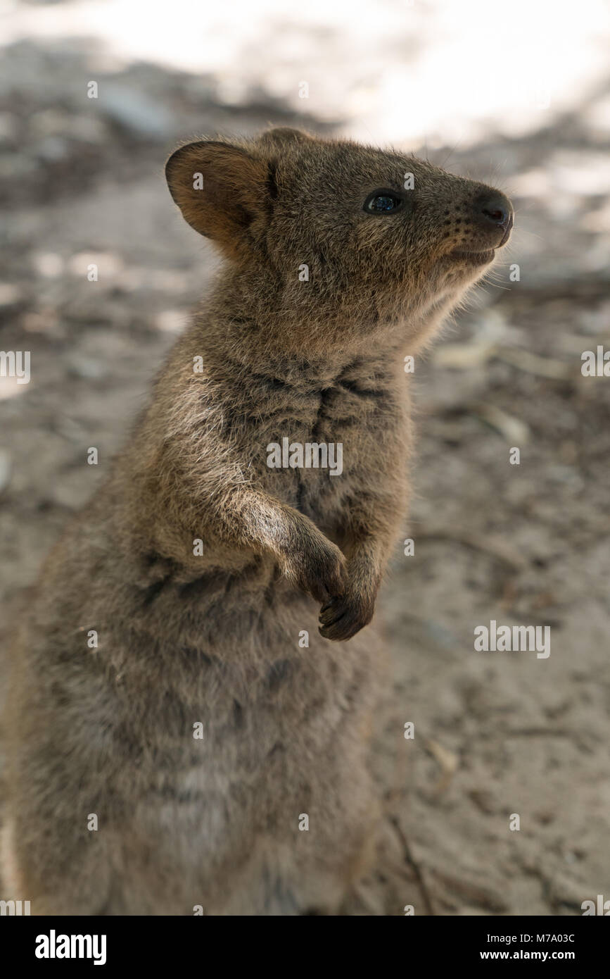 Quokka Chrysocyon brachyurus, libre, a été prise sur Rottnest Island, Australie de l'Ouest Banque D'Images