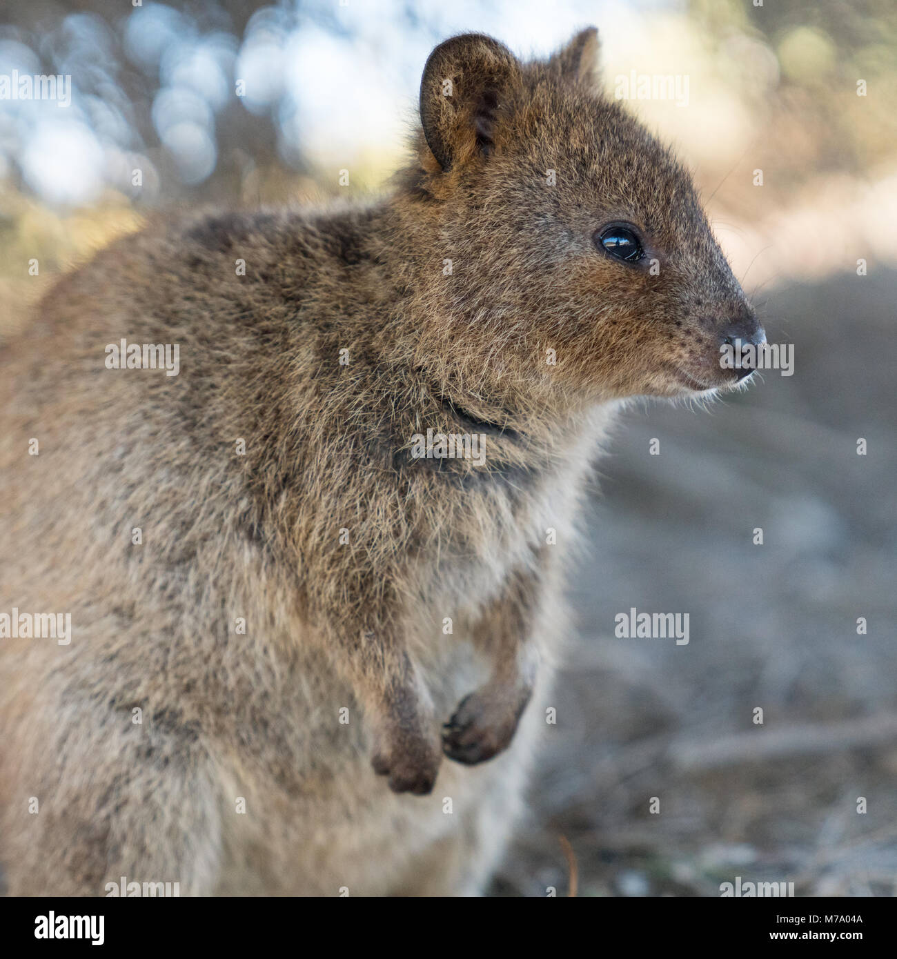 Quokka Chrysocyon brachyurus, libre, a été prise sur Rottnest Island, Australie de l'Ouest Banque D'Images