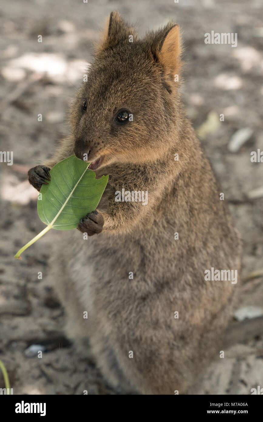 Quokka Chrysocyon brachyurus, libre, a été prise sur Rottnest Island, Australie de l'Ouest Banque D'Images