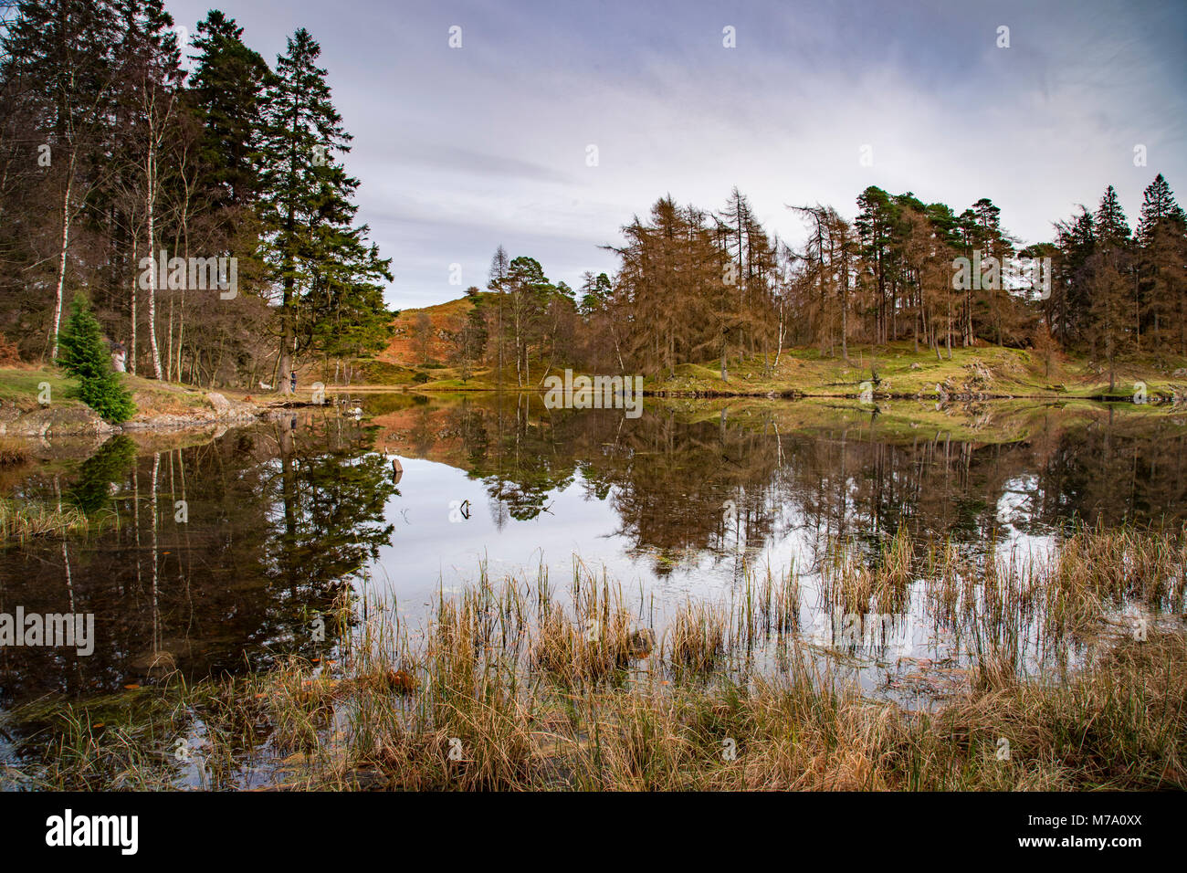 Arbres en automne couleurs reflétant en Tarn Hows, Lake District Banque D'Images