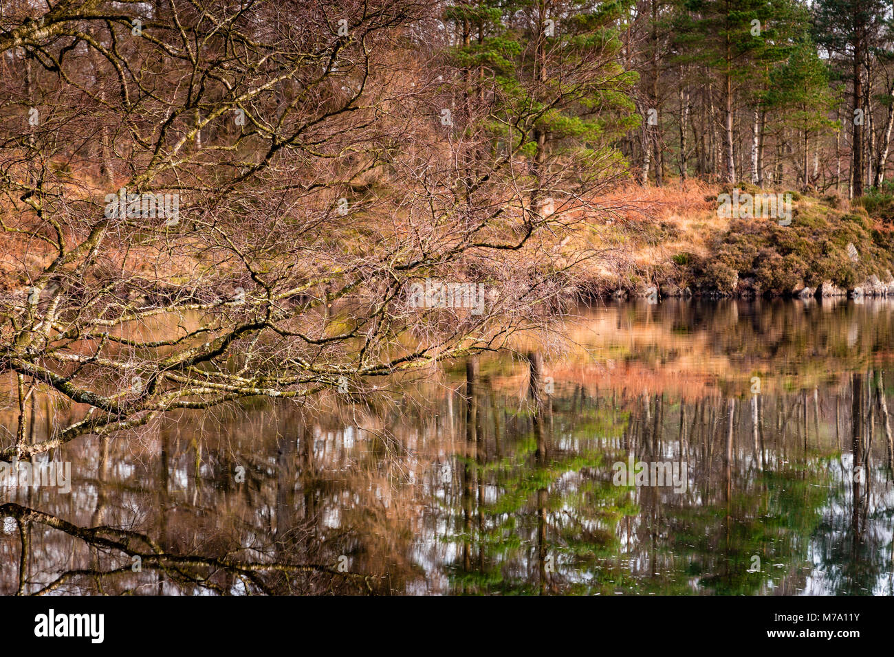 Arbres en automne couleurs reflétant en Tarn Hows, Lake District Banque D'Images