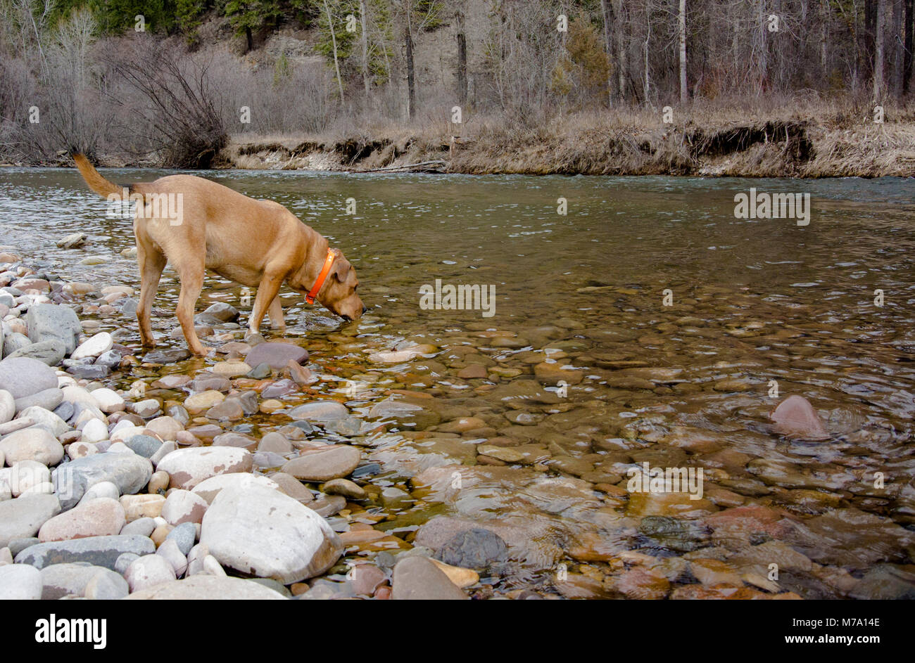 Un chien rouge avec un collier orange Hunter de l'eau potable les rives de Rock Creek, à la vallée de la lune, dans le Comté de Missoula, Montana. Banque D'Images