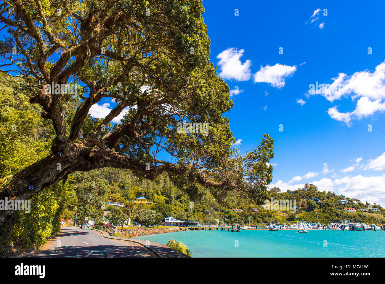 Route en surplomb de l'arbre, en regardant vers la marina à Whangaroa, île du Nord, Nouvelle-Zélande Banque D'Images