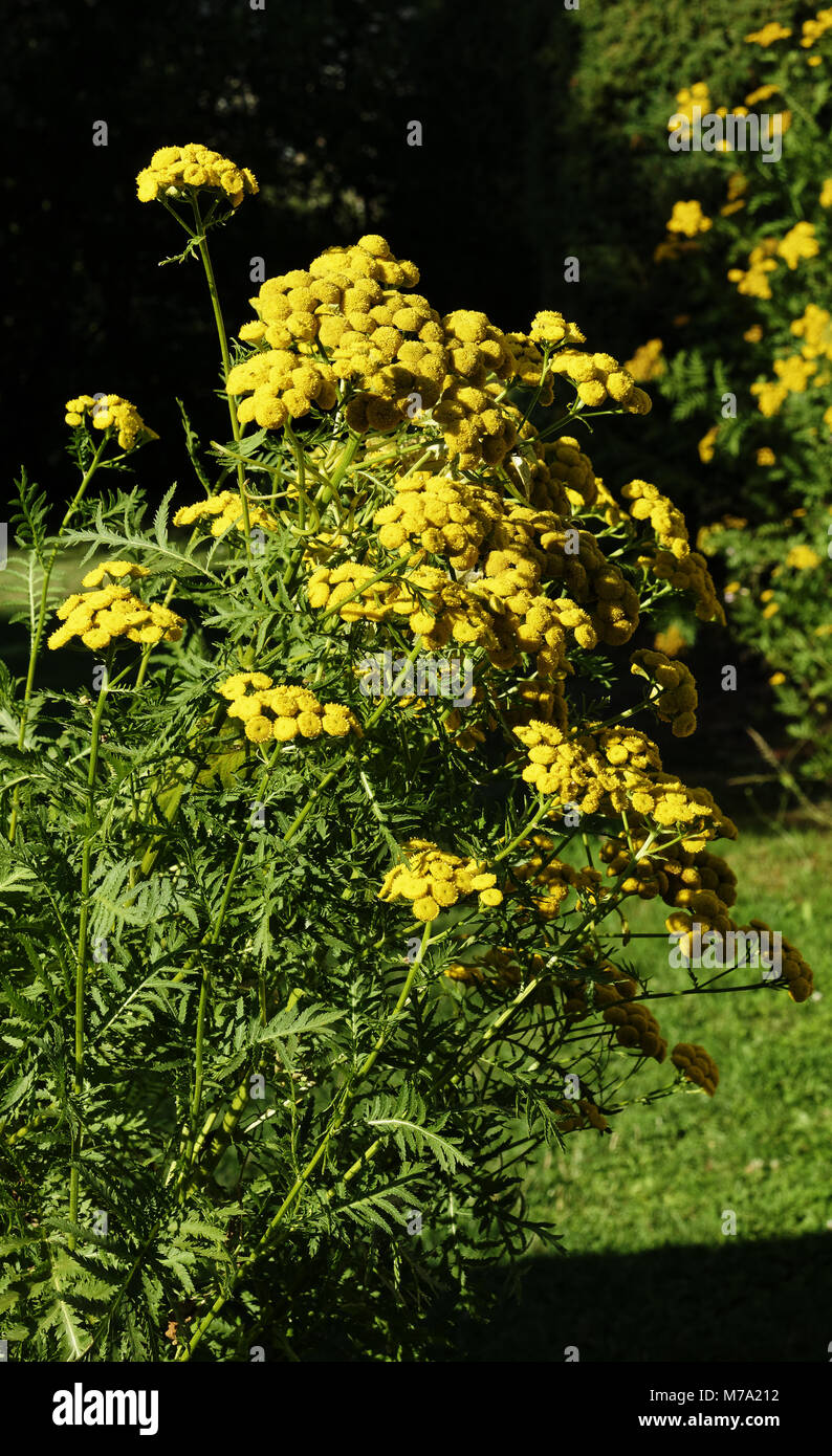 Tanaisie commune (Tanacetum vulgare ou Chrysanthemum vulgare) en fleur. Banque D'Images