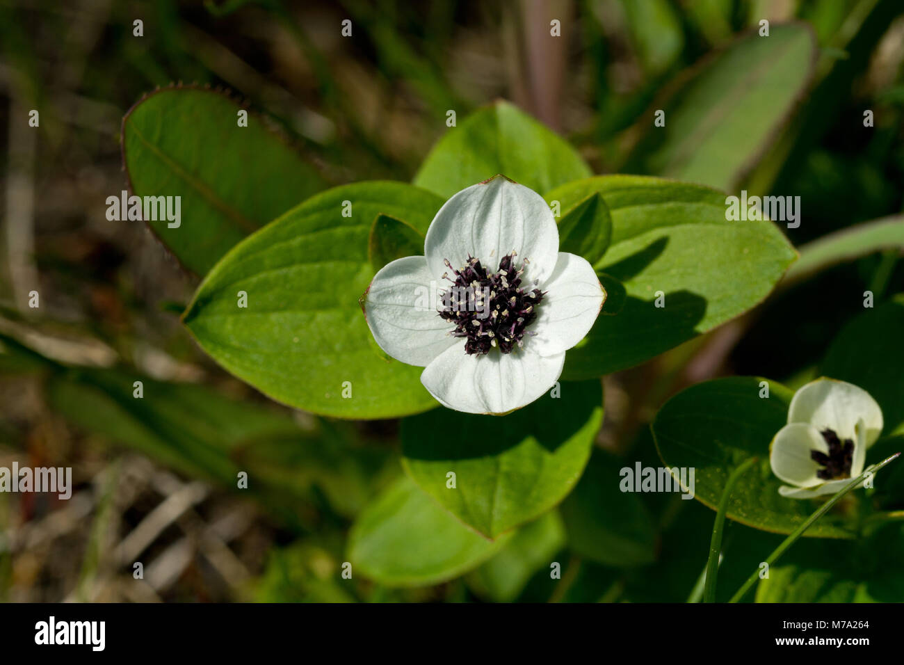 La floraison (Cornus suecica cornel nain) Banque D'Images