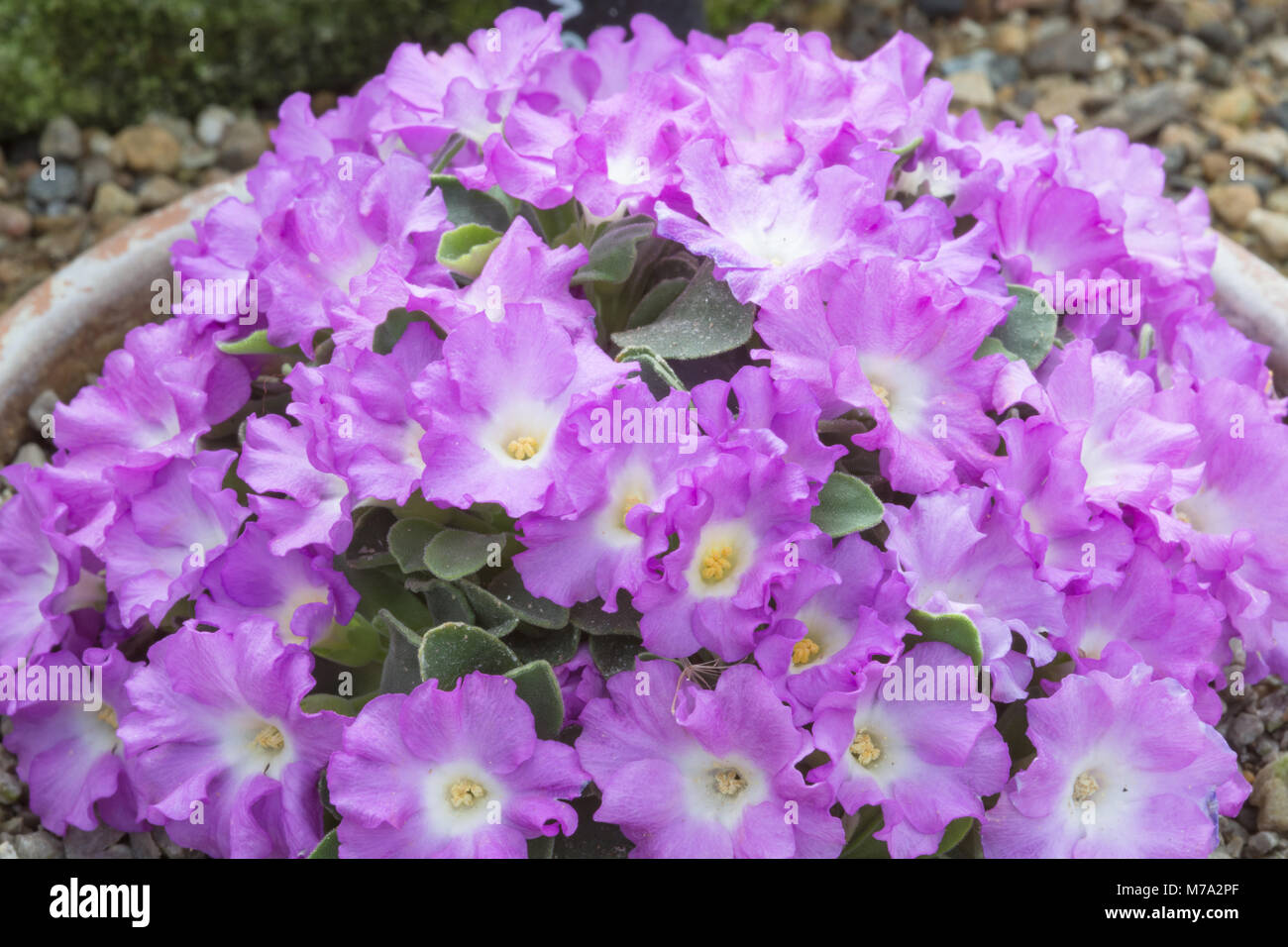 Primula allionii 'Viscountesse Byng' Banque D'Images